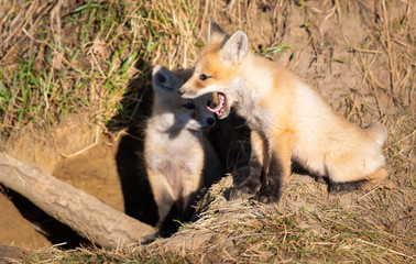 Red fox kits in the wild