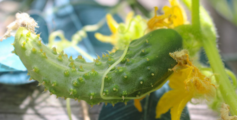 Small cucumber growing on a vine