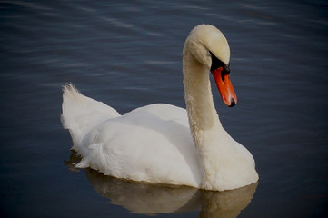 Cygne sur l'eau
