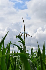 corn field and blue sky