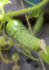 Small cucumber growing on a vine