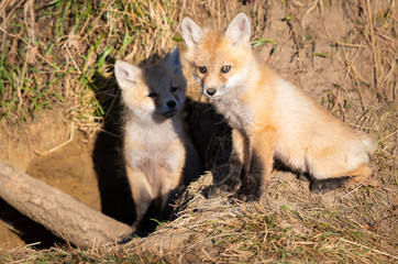 Red fox kits in the wild