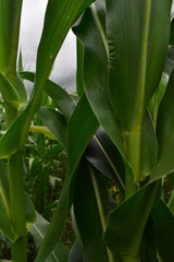 green corn field