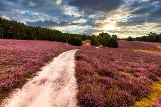 Die Provence in Niedersachsen: Heidebl&uuml;te in der L&uuml;neburger Heide (Misselhorner Heide, Heidepanoramaweg)