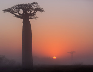 silhouette of a baobab  tree at sunset