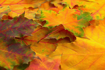 Fototapeta na wymiar Close-up autumn leaves as background. Selective focus