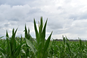 green cornfield and blue sky