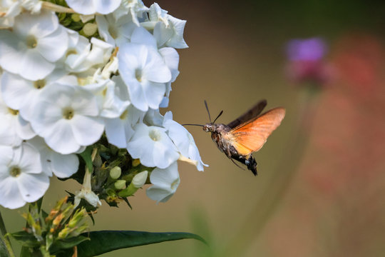 Summer poetic photo. Hummingbird hawk-moth floats around white summer flower and sucks a nectar. Macroglossum stellatarum, Phlox paniculata.