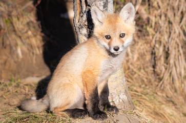 Red fox kits in the wild