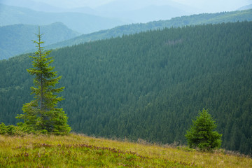 Spruce tree background and a sunny alpine grassland in Parang Mountains, Romania