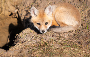 Red fox kits in the wild