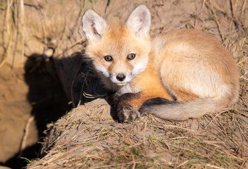 Red fox kits in the wild