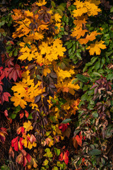 Yellow, red and green leaves of trees and shrubs. Autumn photo.