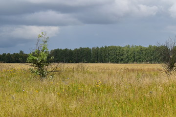 trees in the field