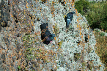 beautiful mountain pigeons on the rocks