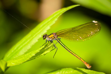 świtezianka na nitce © Robert Borek