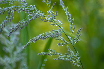 trawa w rosie o poranku