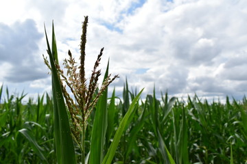 green cornfield and blue sky
