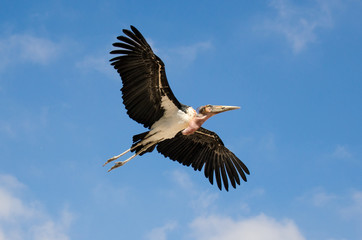 Marabut in flight