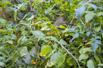 Tomatenpflanze