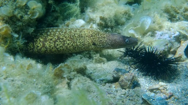 Close up of Mediterranean moray (Muraena helena) and Wrasses fish of different species eating injured Purple sea urchins (Paracentrotus lividus) 4K - 60 fps. Adriatic Sea, Montenegro, Europe