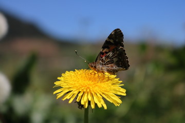 the butterfly sucks the flower essence