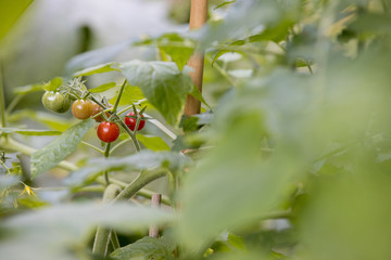 Tomatenpflanze