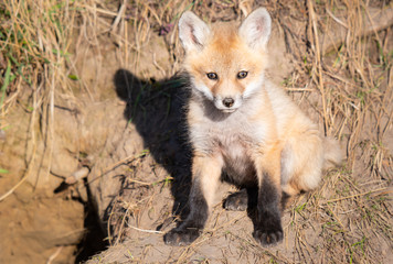 Fototapeta premium Red fox kits in the wild