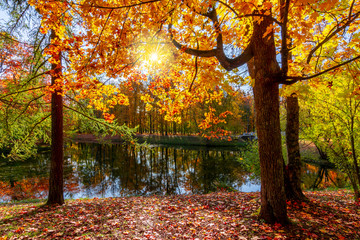 Golden autumn (fall) in Alexander park, Tsarskoe Selo (Pushkin), Saint Petersburg, Russia