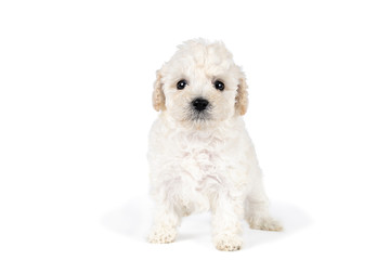 Small miniature toy poodle wth white curly fur against white background