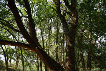 Large tree with little sky backlight
