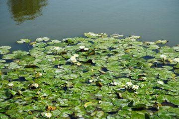 Lily pads on the lake with white flowers