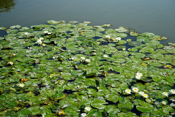 Lily pads on the lake