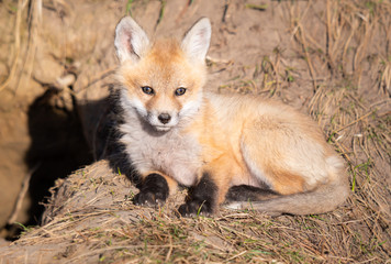 Red fox kits in the wild