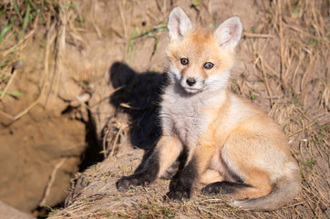 Red fox kits in the wild