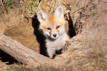Red fox kits in the wild