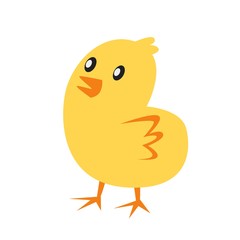 little chicken cartoon vector illustration