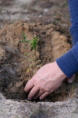 a man plants a Bush in the ground
