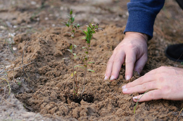 a man plants a Bush in the ground