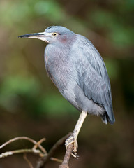 Little Blue Heron Stock Photos. Little Blue Heron close-up profile view perched with a blur background displaying blue feather plumage, head, beak, eye, plumage, feet in its environment and habitat.