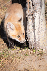 Red fox kits in the wild