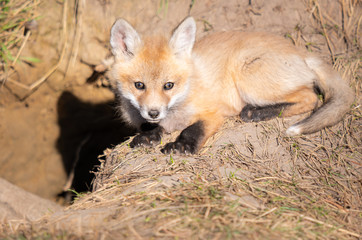 Fototapeta premium Red fox kits in the wild