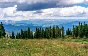 forest in the mountains