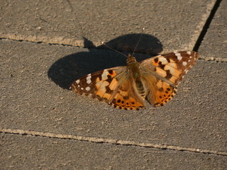 Painted lady butterfly (Vanessa cardui) - close up of orange-black-white butterfly and its shadow...