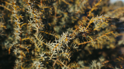 Details of a group of branches of a pine tree