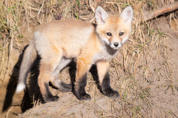 Red fox kits in the wild