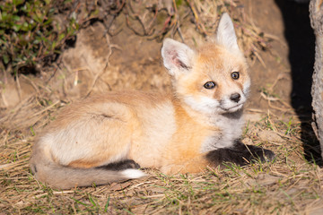 Red fox kits in the wild