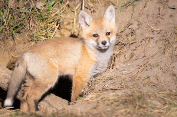 Obraz premium Red fox kits in the wild