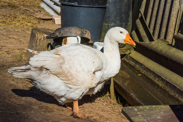 old white goose portait on nature outdoor