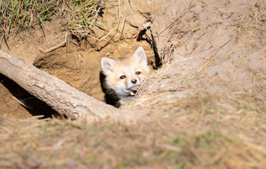 Naklejka premium Red fox kits in the wild